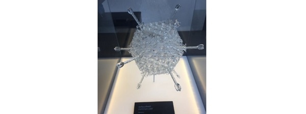 Common cold micro-organisms