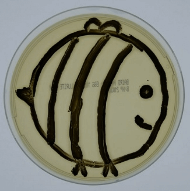 Agar Art Bee