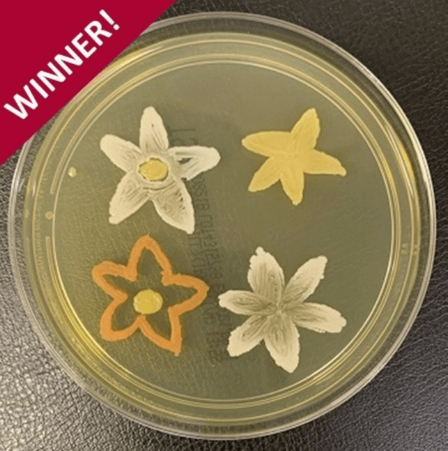 Agar Art Competition Winner