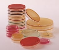 agar-petri-dishes