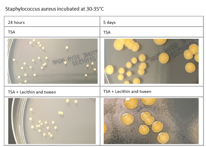Staphylococcus aureus incubated at 30-35°C