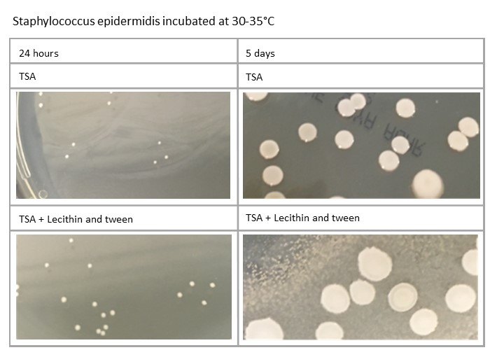 Staphylococcus epidermidis incubated at 30-35°C